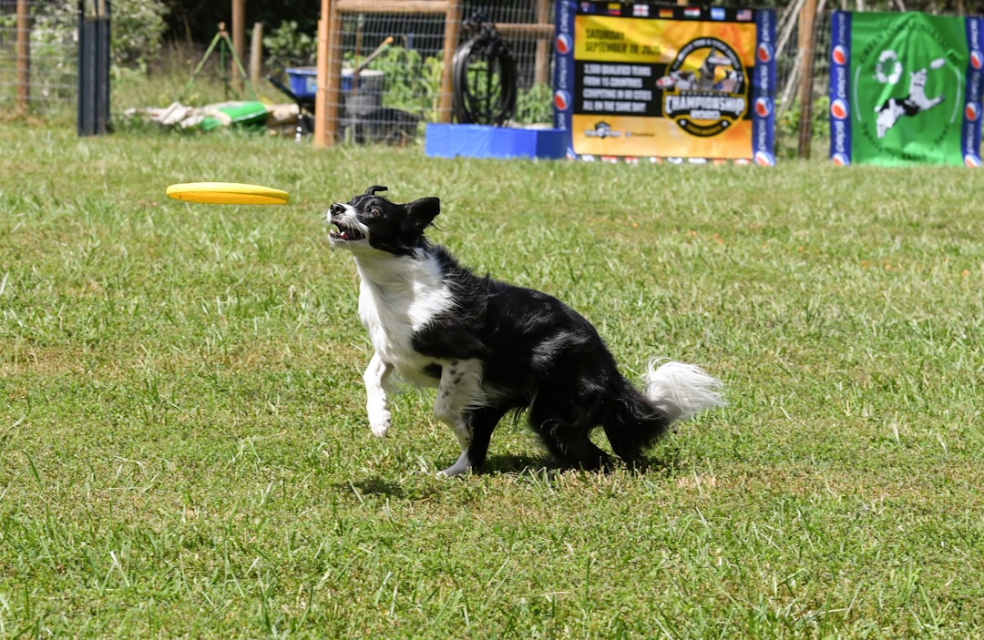 Photo Frisbee, dog